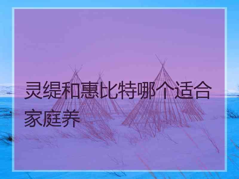 灵缇和惠比特哪个适合家庭养 灵缇和惠比特哪个适合家庭养