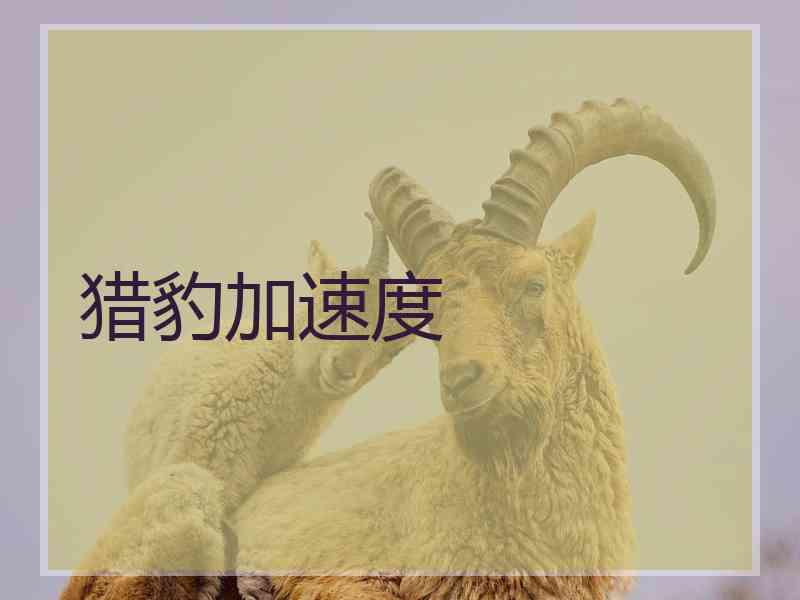 猎豹加速度