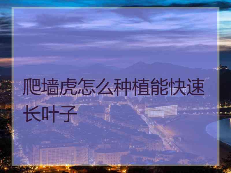 爬墙虎怎么种植能快速长叶子