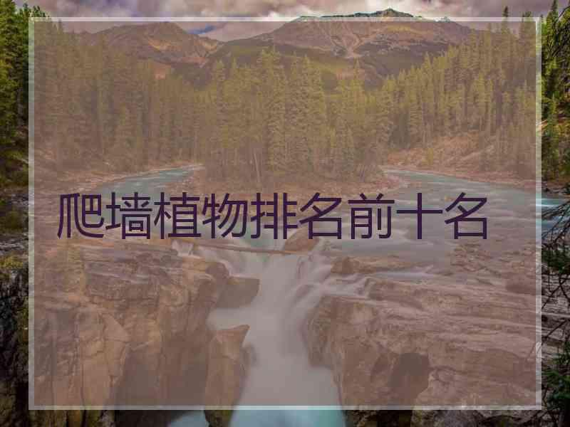 爬墙植物排名前十名