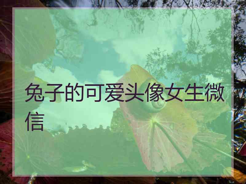 兔子的可爱头像女生微信