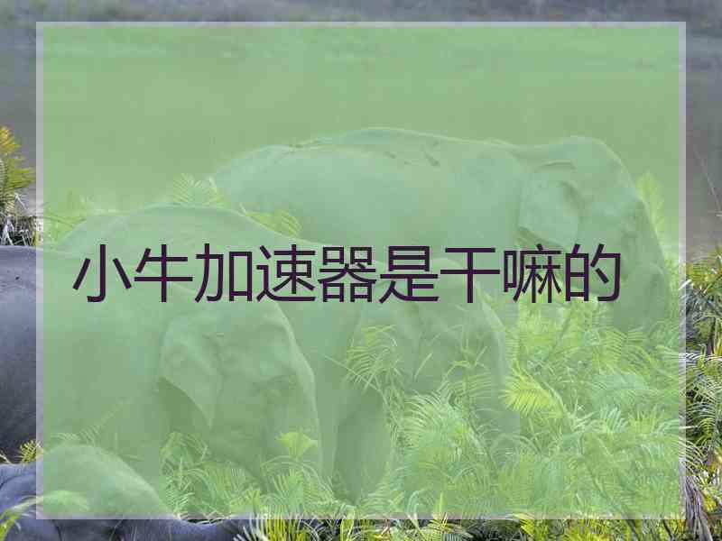 小牛加速器是干嘛的