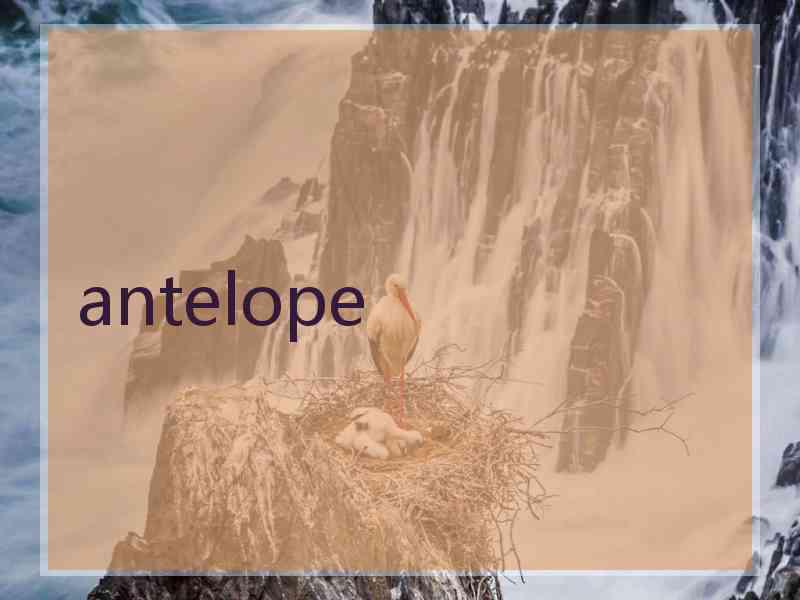 antelope