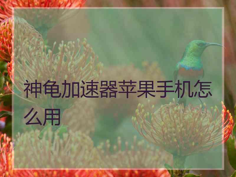 神龟加速器苹果手机怎么用