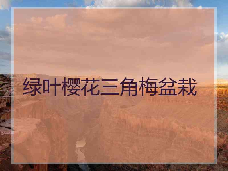 绿叶樱花三角梅盆栽