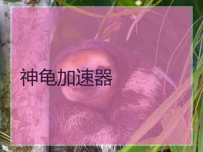 神龟加速器