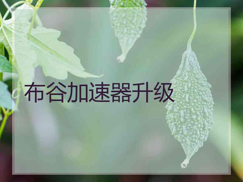 布谷加速器升级