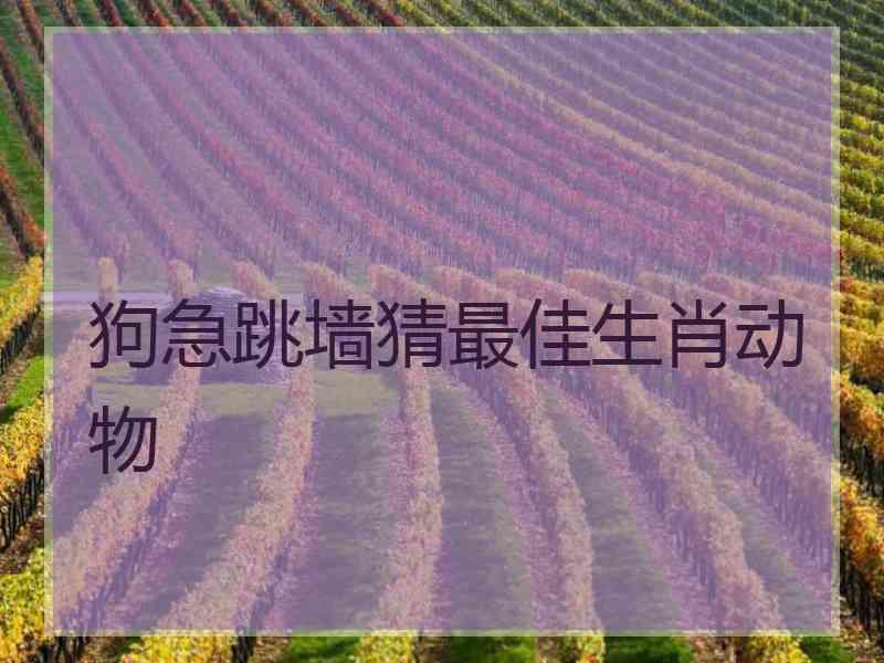 狗急跳墙猜最佳生肖动物