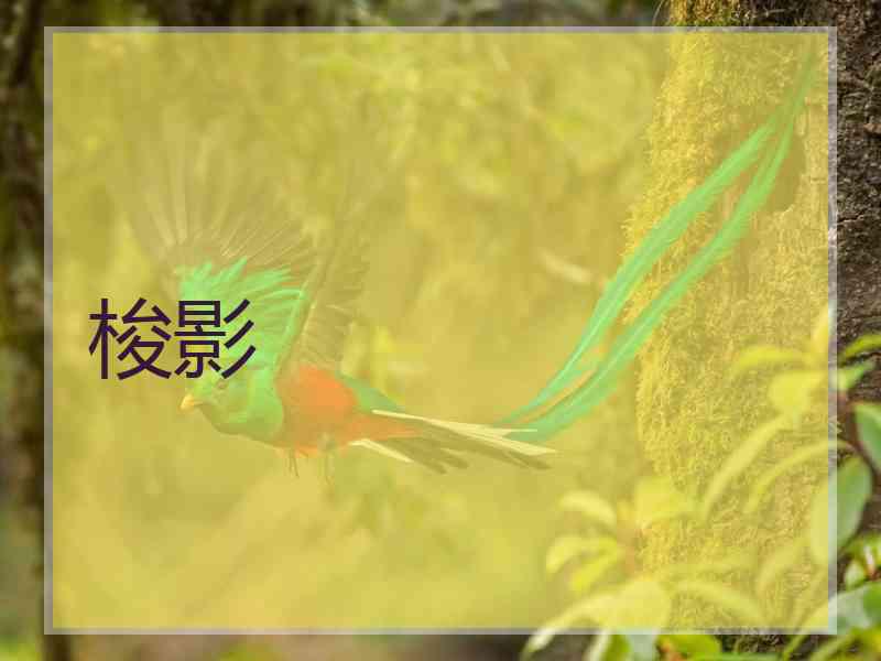 梭影